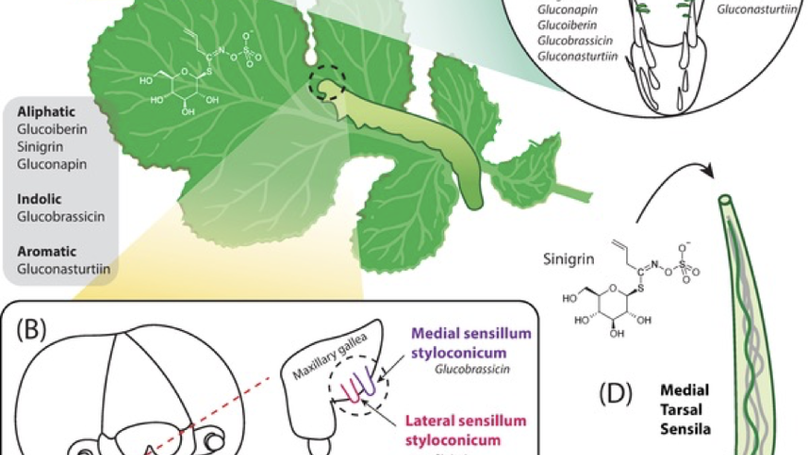Identification of a gustatory receptor tuned to sinigrin in the cabbage butterfly Pieris rapae