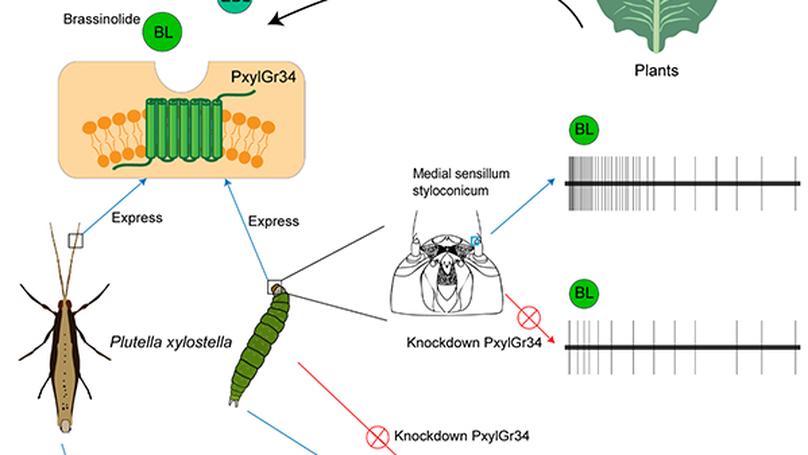 A gustatory receptor tuned to the steroid plant hormone brassinolide in Plutella xylostella (Lepidoptera: Plutellidae)